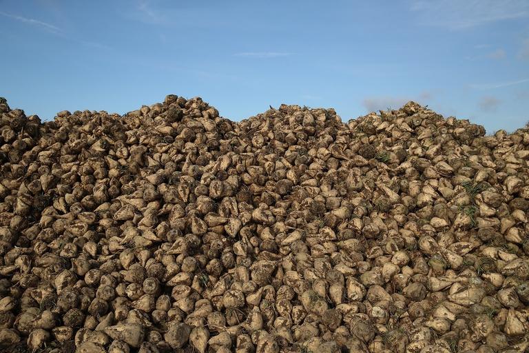 Barbabietole da zucchero