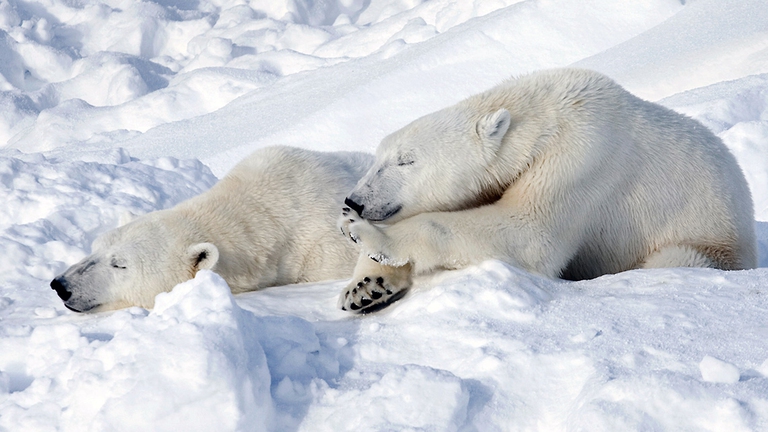 Giornata mondiale dell'orso polare WWF orsi polari