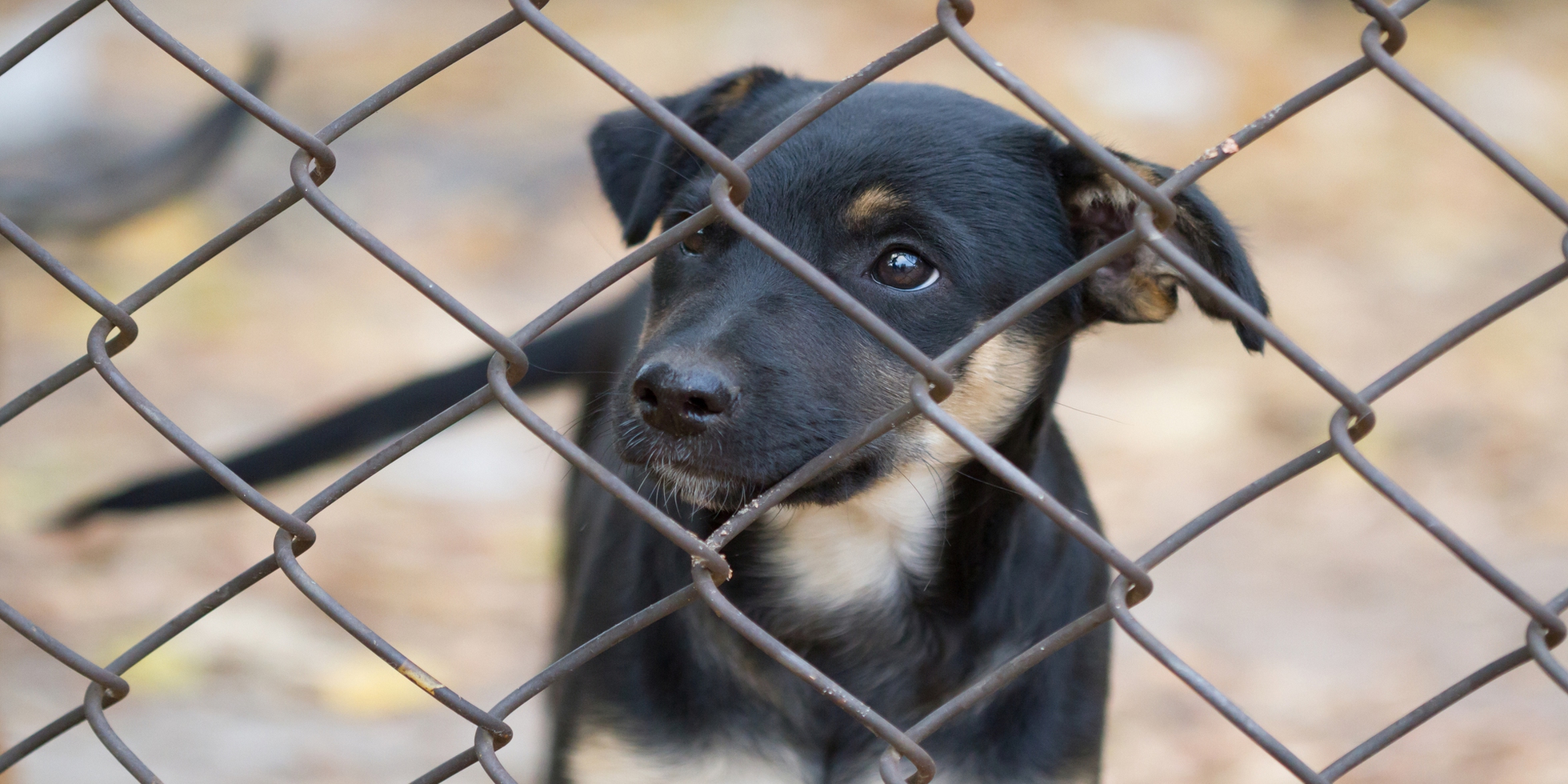 Abbandoni Di Cani E Gatti Un Estate Da Bollino Rosso Lifegate