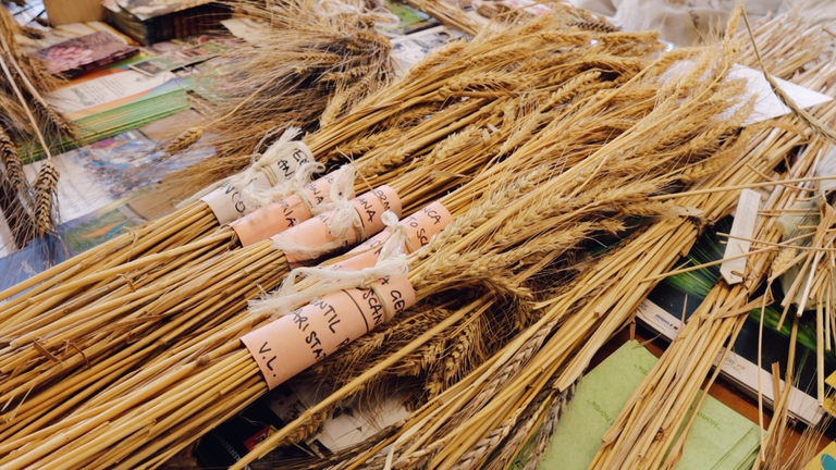 Green Storytellers biodiversità