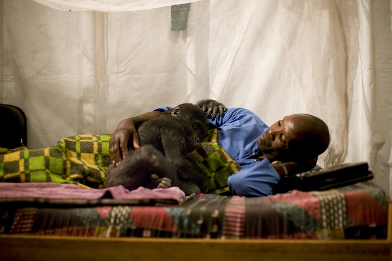 Virunga National Park ranger with gorilla