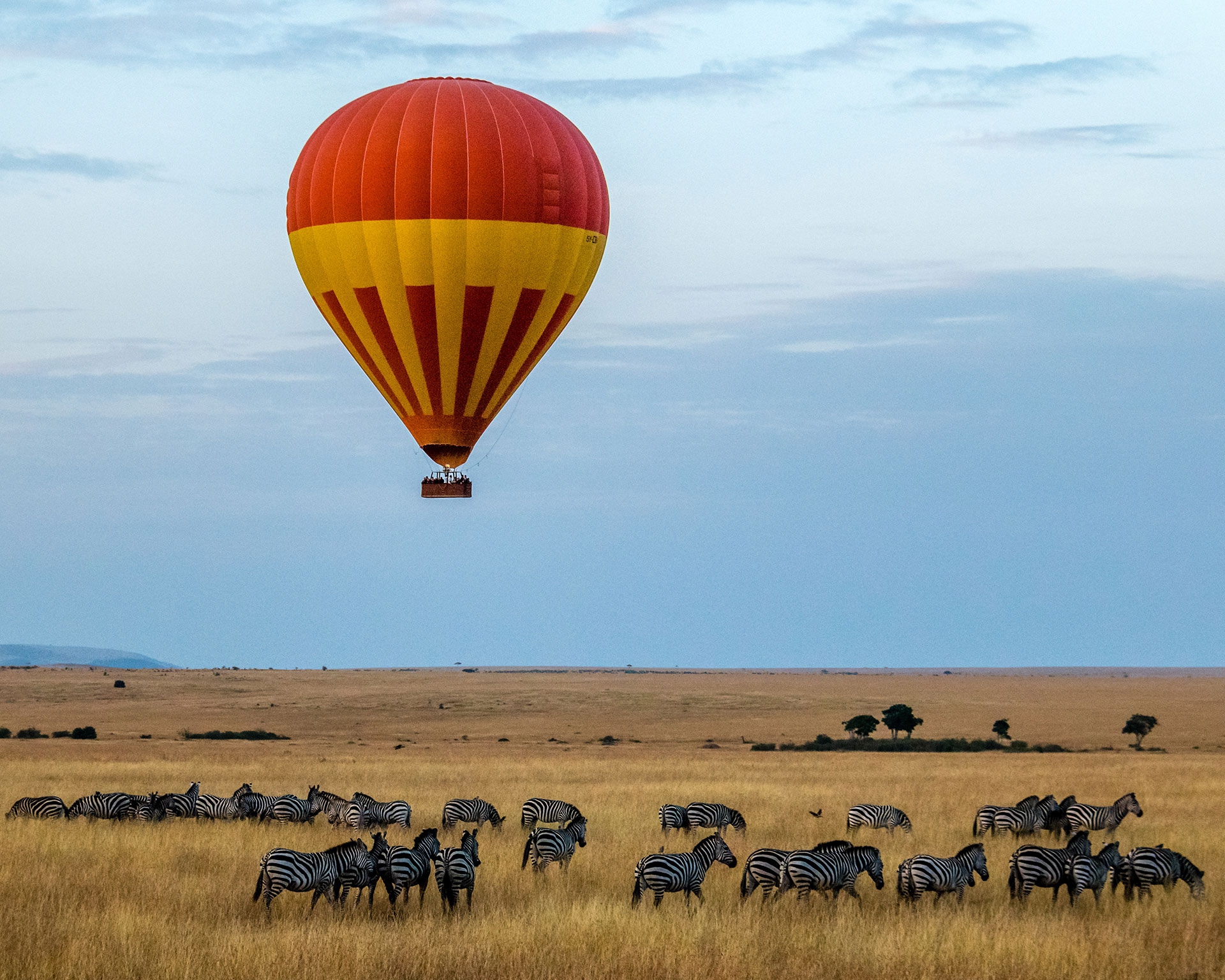 Five Of Kenya s Iconic Species Are Critically Endangered