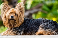 Yorkshire terrier, noto per la caccia al topo ora è un cane da compagnia