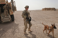 La verità sui cani rimasti in Afghanistan dopo il ritiro delle truppe statunitensi