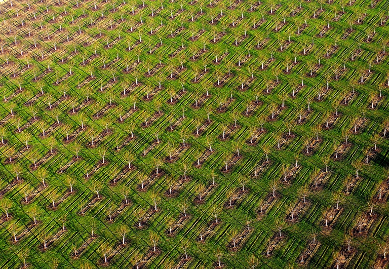 mandorle in California, consumo di acqua in agricoltura