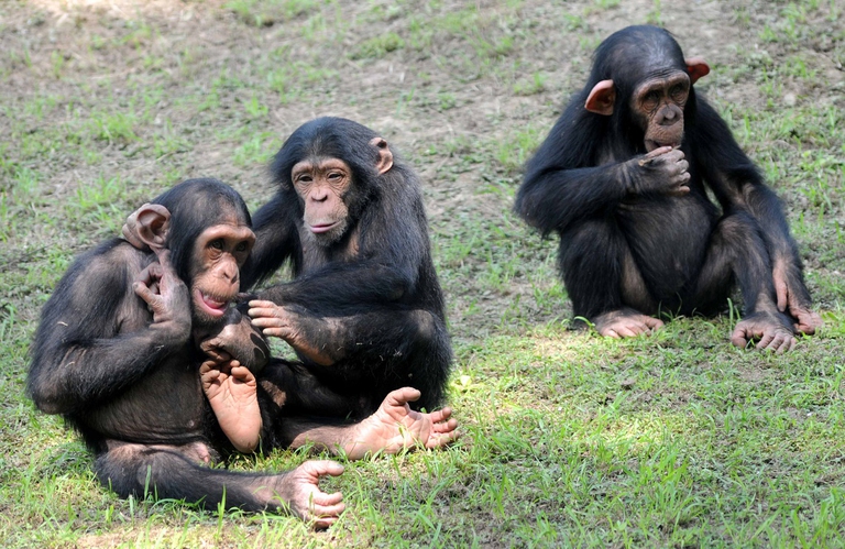 Santuario per scimpanzé