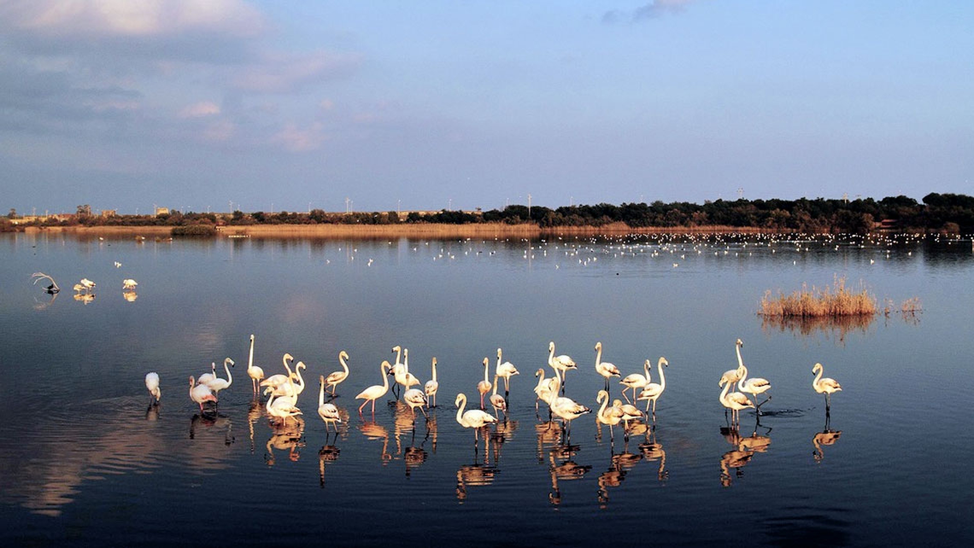 Fenicotteri rosa in Sicilia, 130 nuovi nati a Priolo