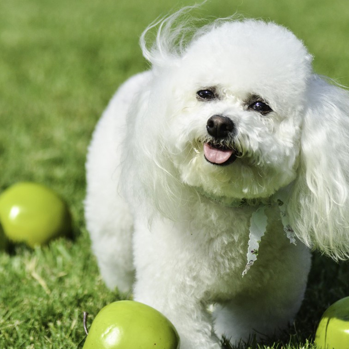 Toelettatura Del Cane I Segreti E Gli Strumenti Per Averlo Bello E Sano Lifegate