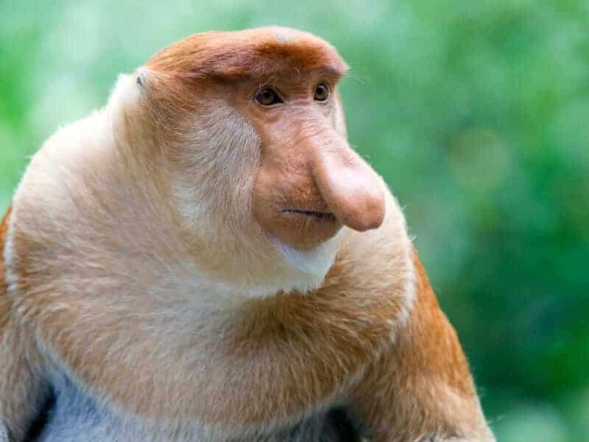 Nasica mammiferi con la N