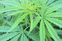 Nepal, ripartire dalla cannabis è logico e possibile