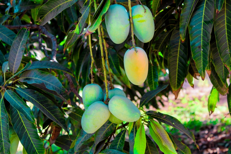 Set Di 6 Portatovaglioli Tropicali In Metallo Dorato - Design Limone E Mango, Eleganti Per Feste E Matrimoni