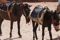 Petra, da patrimonio dell’umanità a disgrazia per gli animali