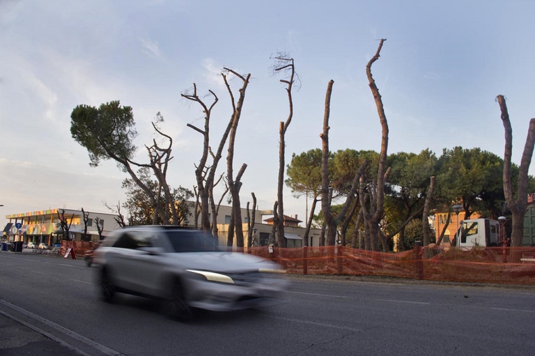 Vista della pineta ormai distrutta