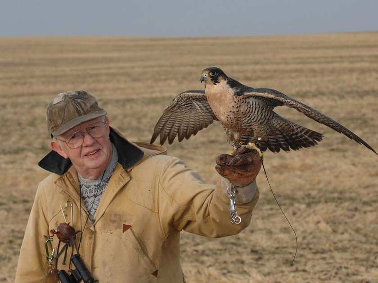 Richard Fyfe con un falco pellegrino