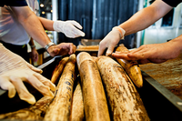 Operation COBRA III, animal traffickers suffer lethal bite
