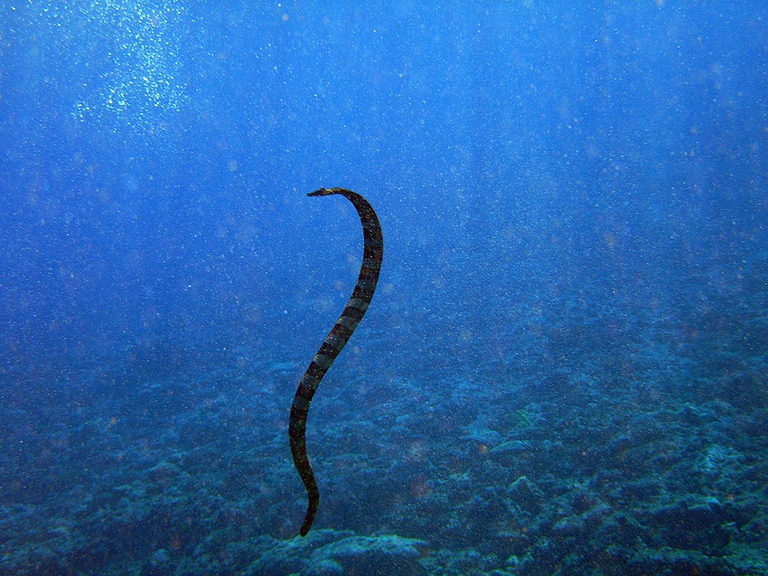 L’isola di Niue, nel Pacifico, proteggerà il 100 per cento dell’oceano che la circonda