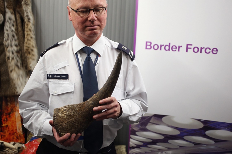 Corno di rinoceronte confiscato