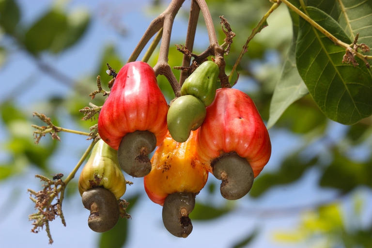 raw cashew nut