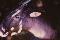 Fotografato l’unicorno dopo 15 anni