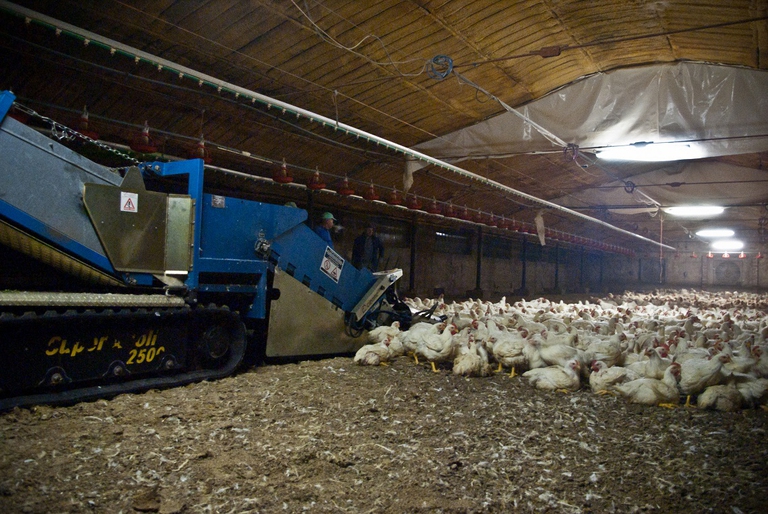 Polli stipati in un grande allevamento in Italia 