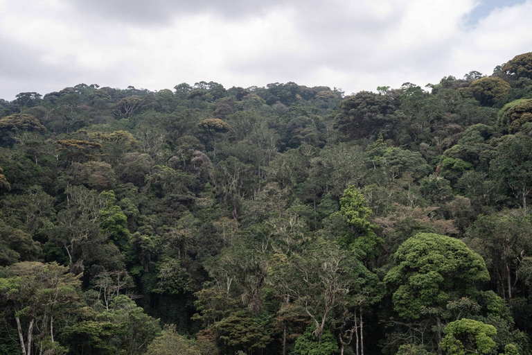 Un ambizioso progetto di riforestazione in Tanzania