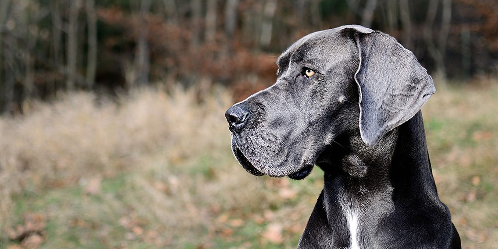 Alano, il cane gigante che ama il divano di casa - LifeGate