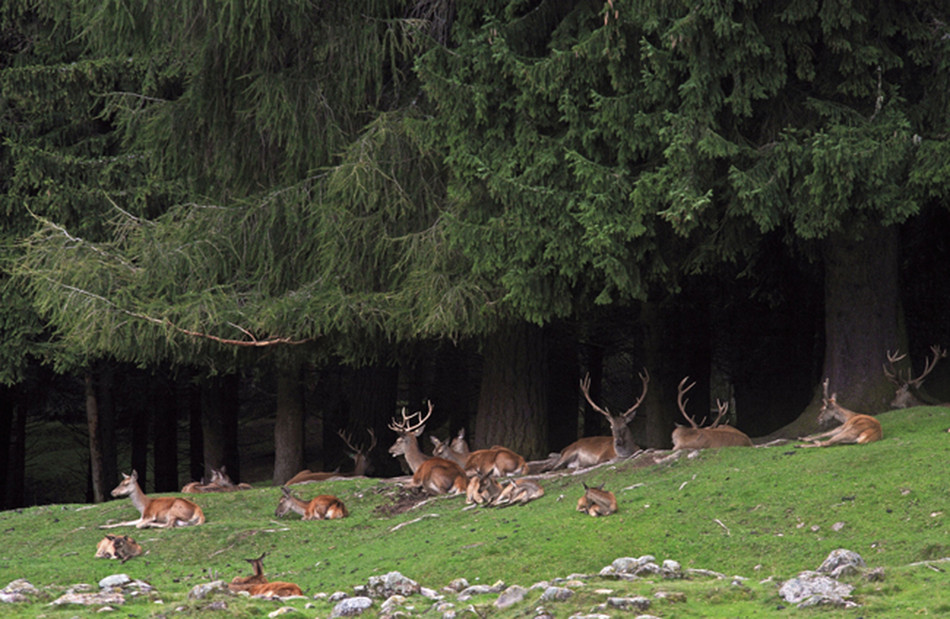 Boschi e foreste in Italia