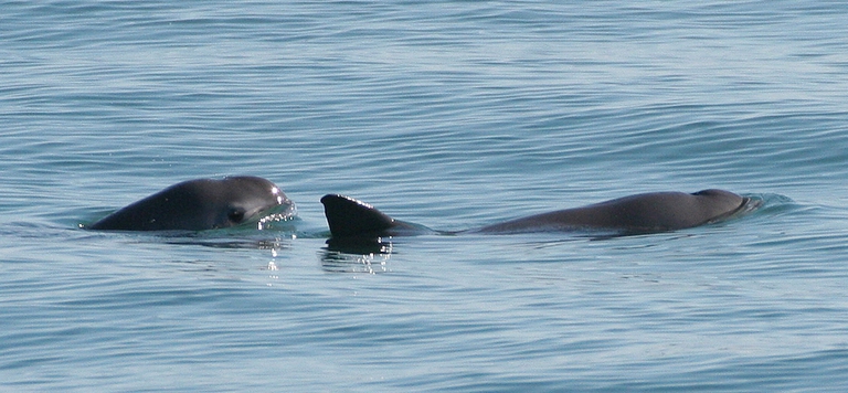 surfacing vaquita