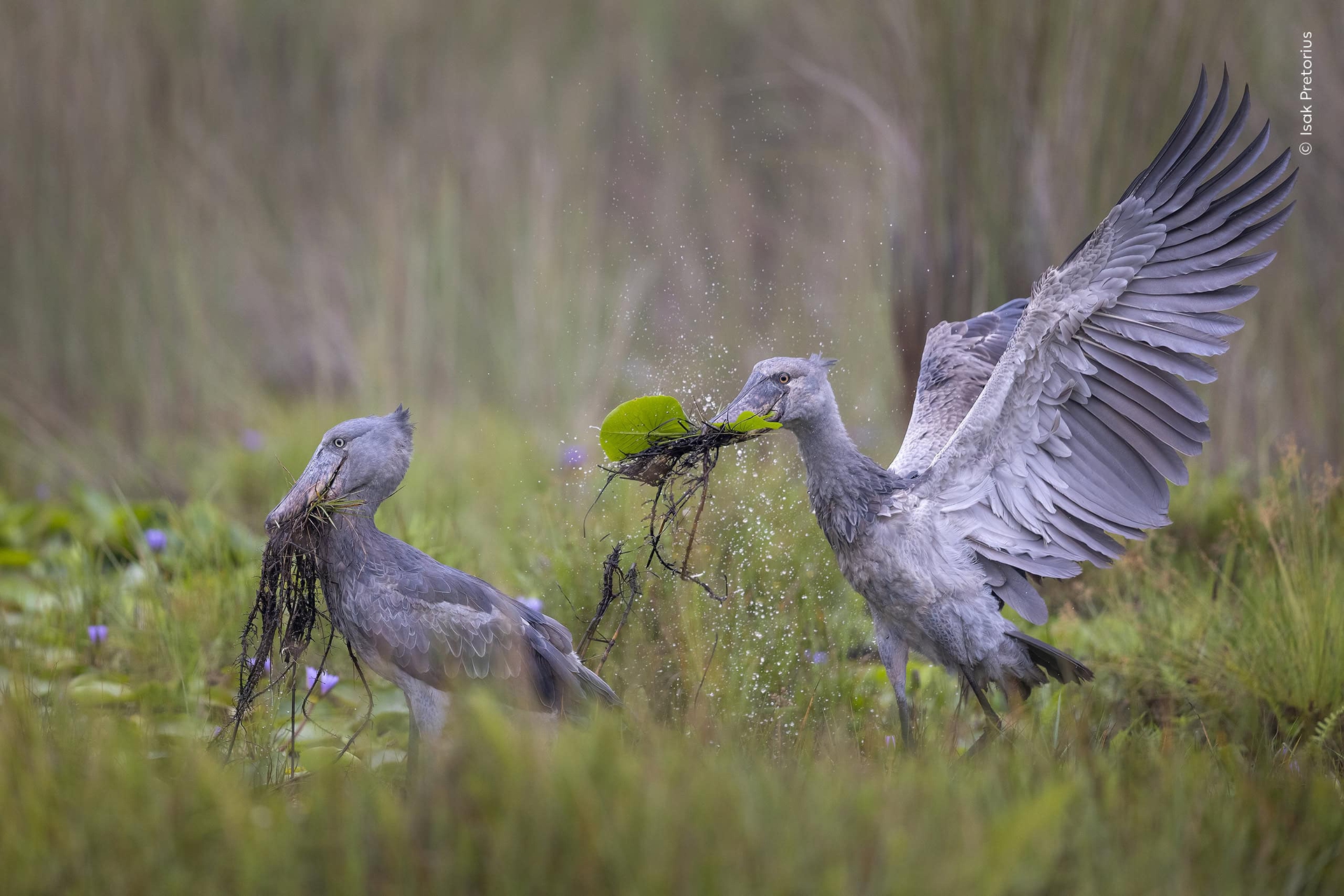 &copy; Wildlife Photographer of the Year