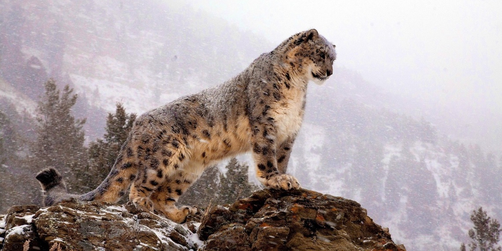 leopardo-delle-nevi1.jpg