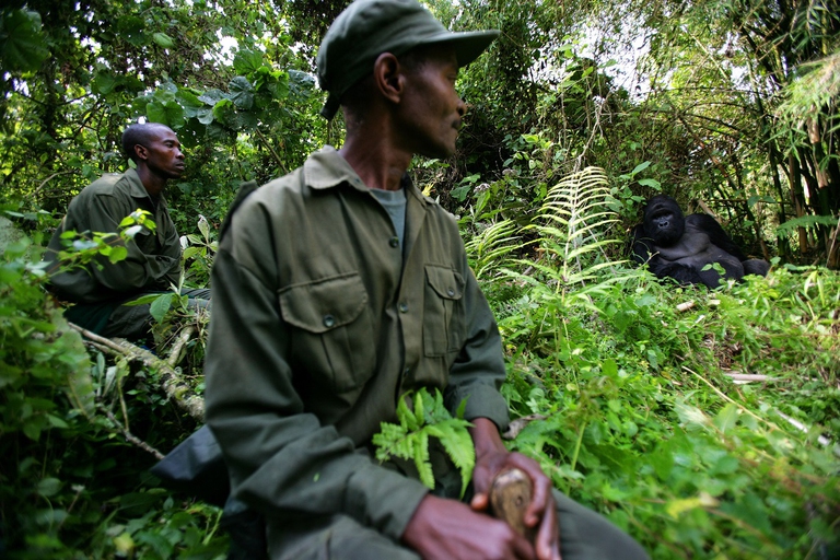 Ranger che sorvegliano i gorilla nella Repubblica democratica del Congo