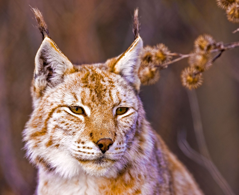 lince 