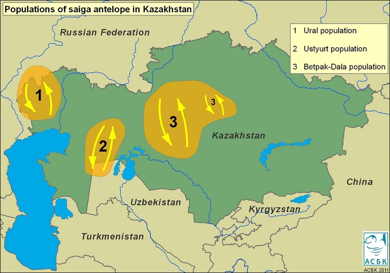 Mappa delle popolazioni di saiga