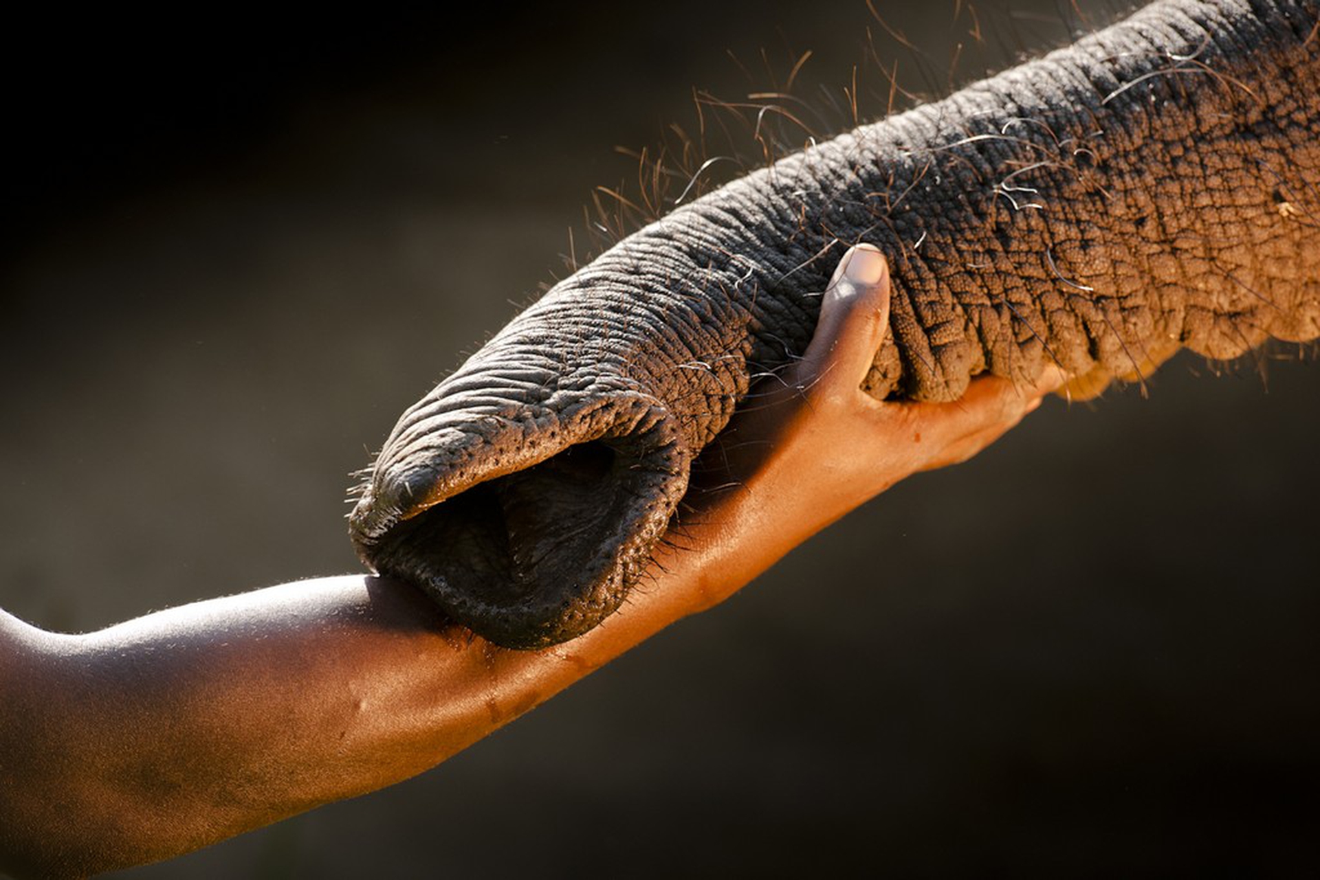 Hand and elephant trunk – Photographers against wildlife crime