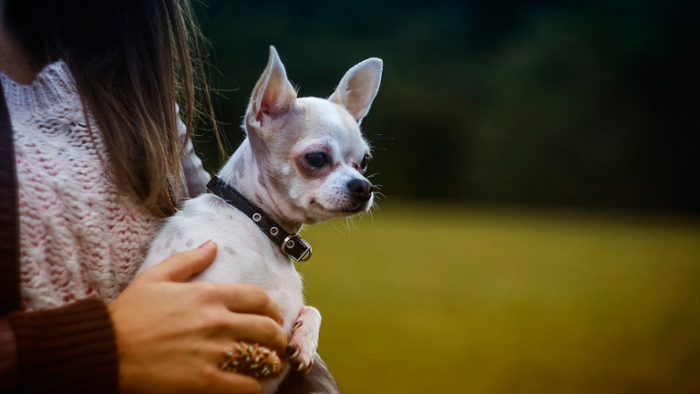 cane chihuahua