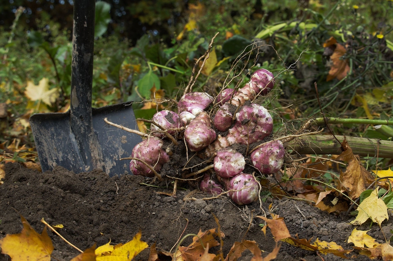 topinambur