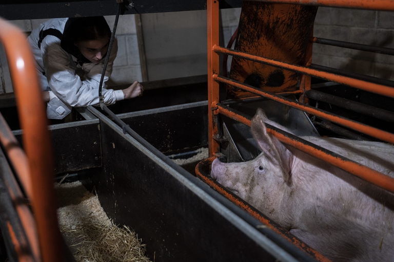 Allevamento di ovini in Italia