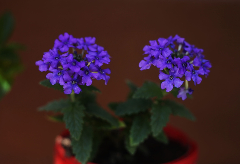 verbena in vaso