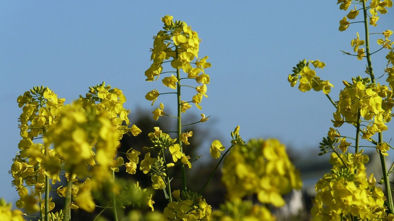 GM mustard in India