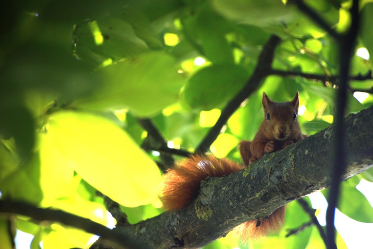 scoiattolo rosso sbircia da un ramo
