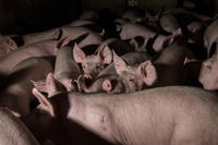 Prosciutto di Parma, un’indagine svela i maltrattamenti sui maiali negli allevamenti intensivi