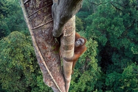 Le più belle foto di natura del 2016, i vincitori del Wildlife photographer of the year