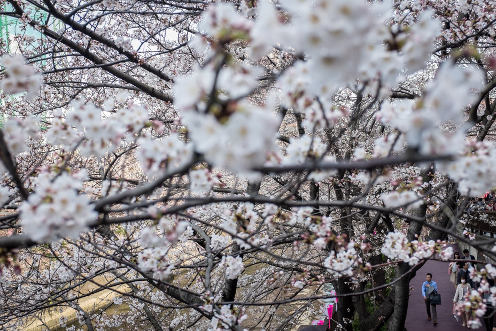 Hanami celebration of the blossoming of cherry trees