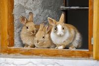Brugnola 1932, il rifugio per animali che è anche un B&B vegano