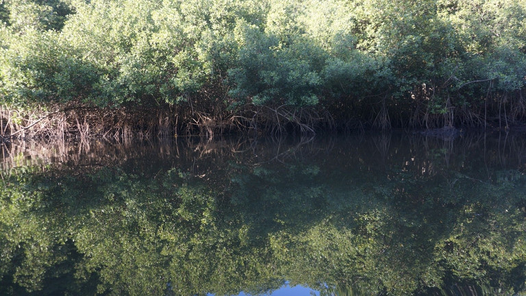 foresta di mangrovie