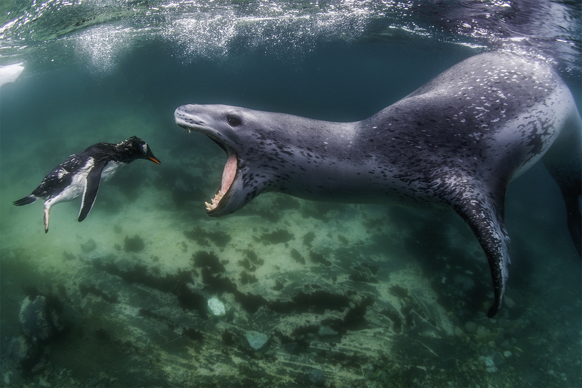 World nature photography awards, le foto vincitrici