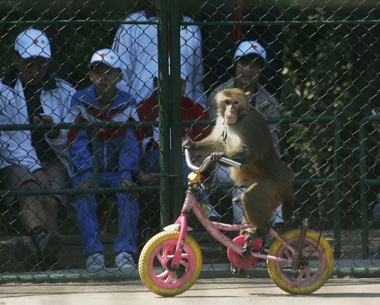 circus monkey