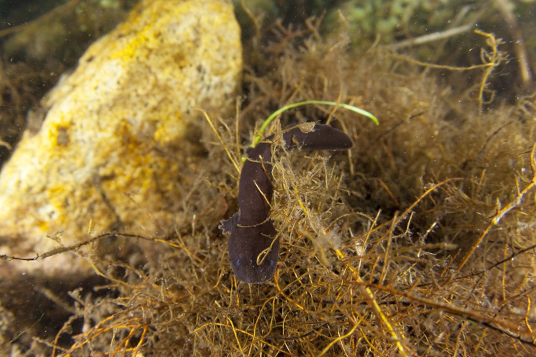 A Japanese giant salamander juvenile © TopOutImages/Yukihiro Fukuda