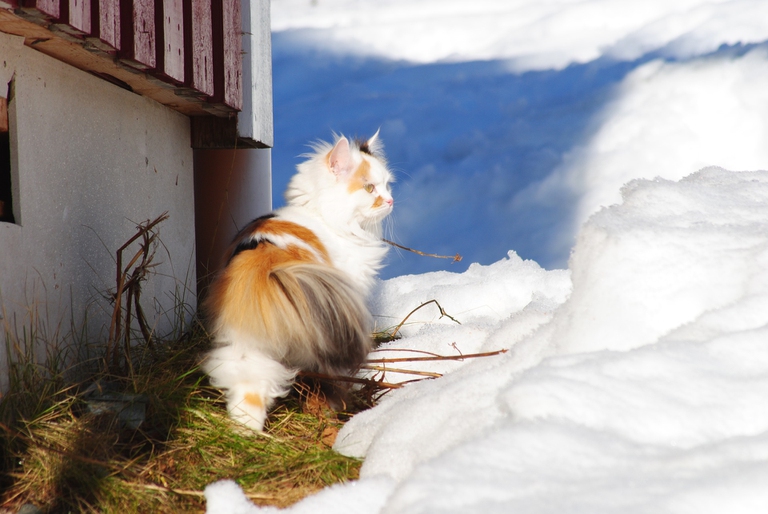 gatto su neve