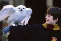 Le civette di Harry Potter